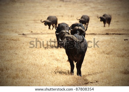 Image with vignetting of an African buffalo group