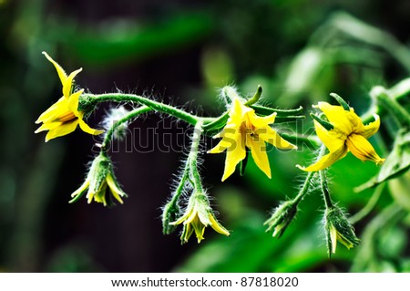 Bright yellow flowers of tomatoes over blurry background