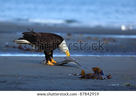American Bald eagle eats a fish the halibut