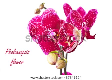 beautiful flower Phalaenopsis on a white background