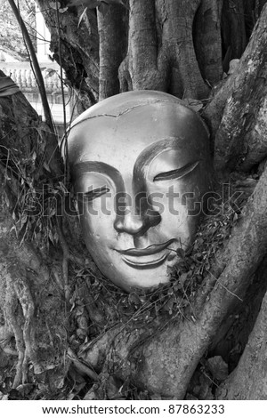 Golden head of buddha in tree with black and white picture