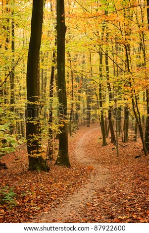 Footpath in autumn forest