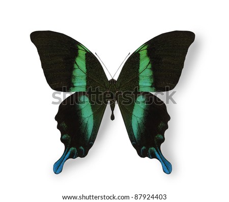 Black and blue butterfly isolated on white