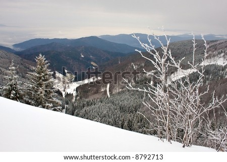 Black forest, pines under heavy snow at winter