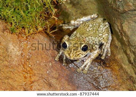 tropical frog sitting in terrarium