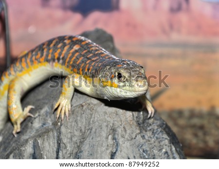 Gecko "Stsynk Schneider" (eumeces schneideri), close-up photo.