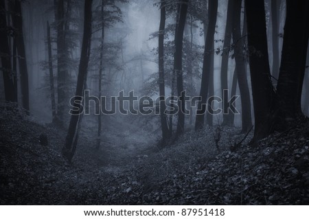dark night in a forest