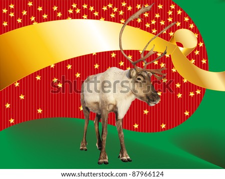 Fun Christmas or Holiday card or others with a picture of a complete reindeer or caribou on funky red and green background with gold stars and ribbon for your text.