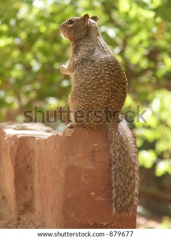 Squirrel sitting on a stone