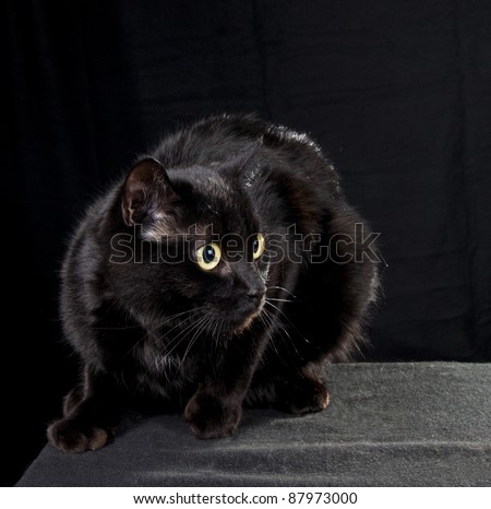 Black cat in a dark room