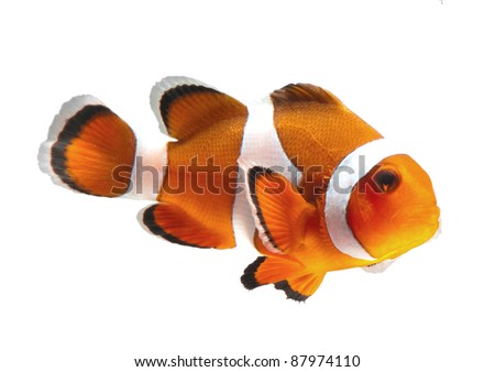clown fish or anemone fish isolated on white background