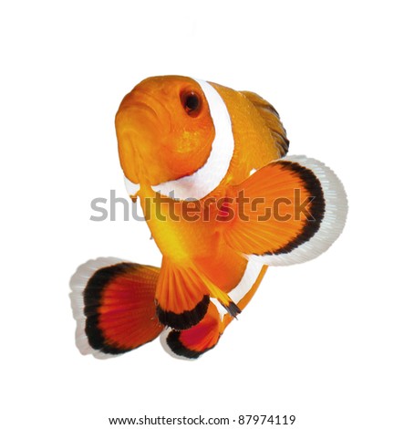 clown fish or anemone fish isolated on white background Royalty-Free Stock Photo #87974119