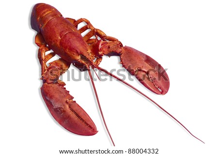 whole red lobster isolated on white background