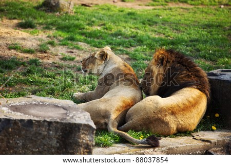 close up lion in zoo