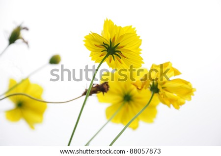 yellow flower isolate on white