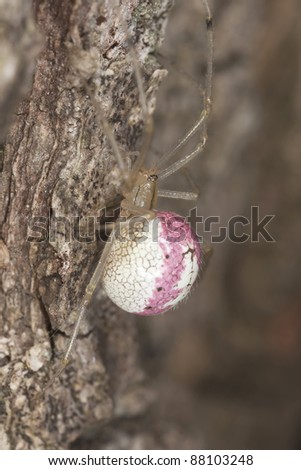 tangle-web spider (Theridiidae) on tree