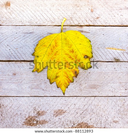 autumn leaf texture grunge background