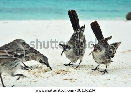 Galapagos Mockingbirds.