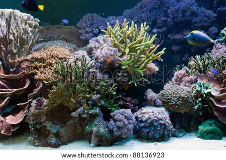 Underwater life, Fish, coral reef in ocean