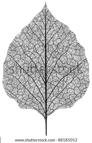 manually drawn leaf skeleton. Eps8 vector Royalty-Free Stock Photo #88185052