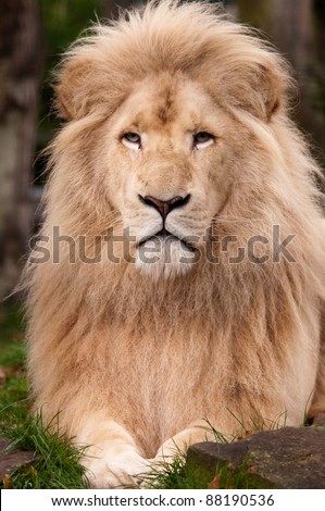 White Male Lion close up Royalty-Free Stock Photo #88190536