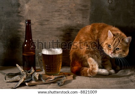 The red cat looks at beer and fish