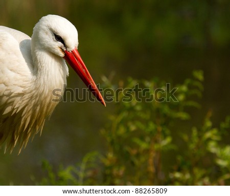 A stork in a green field