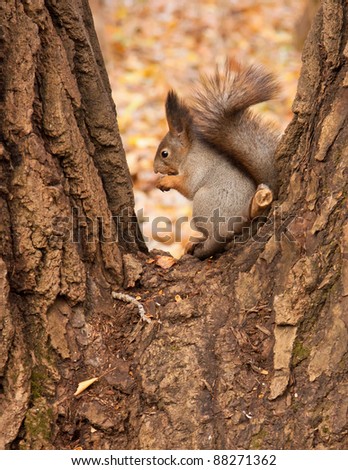 Eurasian red squirrel in grey winter coat