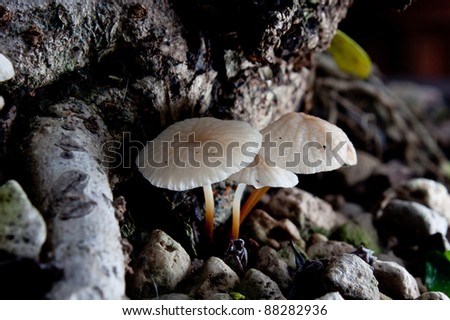 Mushroom on a tree in Thailand