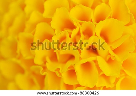 The yellow abstract flower background .