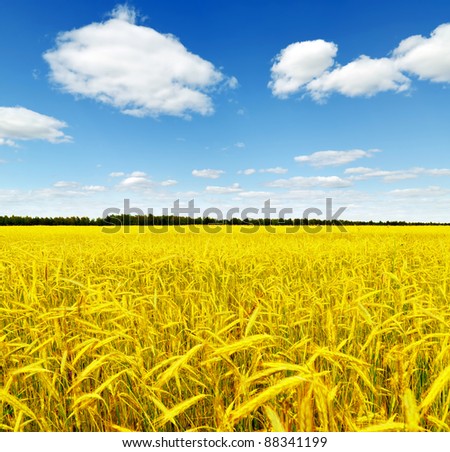 Yellow rye field. Autumn landscape.