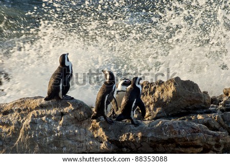 Penguins on a rocky beach, with waves crashing behind them in the background