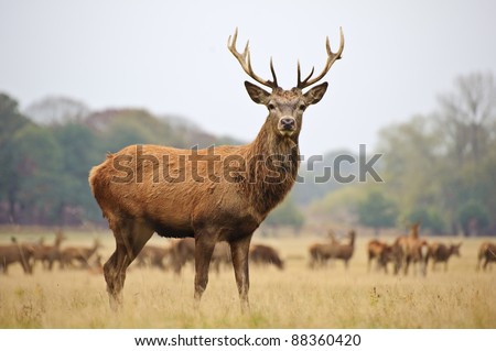 Portrait of majestic powerful adult red deer stag in Autumn Fall forest Royalty-Free Stock Photo #88360420