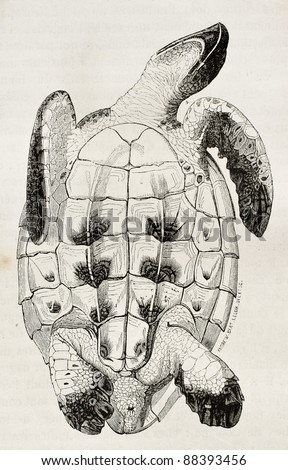 Loggerhead sea turtle tummy side old illustration (Caretta caretta). By unidentified author, published on Magasin Pittoresque, Paris, 1844