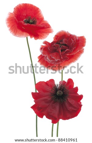 Studio Shot of Red Colored Poppy Flowers Isolated on White Background. Large Depth of Field (DOF). Macro. National Flower of Beldium and Poland.