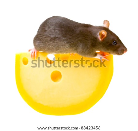 Funny rat and cheese isolated on white background
