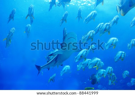 Shark and fish in the blue ocean