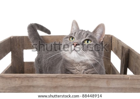 cute cat in crate