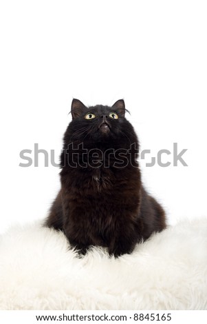 black cat on white fur