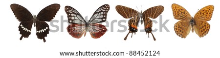 butterfly set isolated