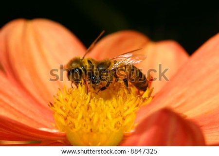 Two bees collecting pollen.  Bees wings beat 11,400 times per minute. Life expectancy is about 28-35 days.  Each bee will produce 1/12 of a teaspoon of honey in its lifetime. Royalty-Free Stock Photo #8847325