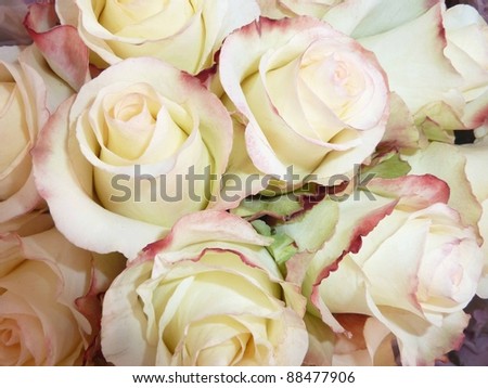 White roses with crimson border