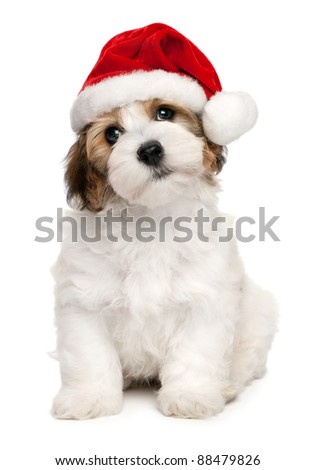 Cute sitting Bichon Havanese puppy dog in Christmas - Santa hat. Isolated on a white background