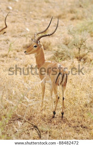 Impala, Serengeti, Tanzanian. The Serengeti hosts the largest mammal migration in the world, which is one of the ten natural travel wonders of the world.