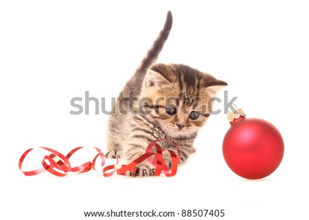 Kitten playing with Christmas Decorations
