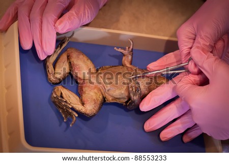 Frog dissection in a biology lab