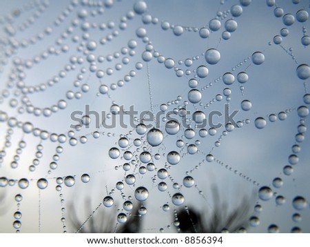 Dew on a web in the early morning