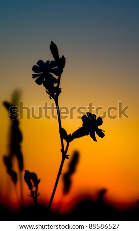 Flowers in dawn