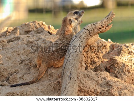 Two Meerkats sitting on a heap of sand