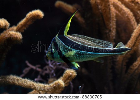 exotic sea salt water fish